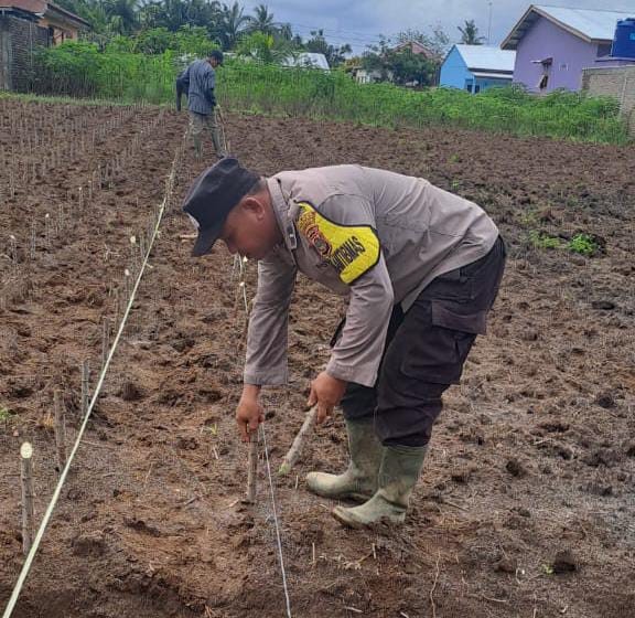 Polsek Bosar Maligas Memperkuat Ketahanan Pangan Nasional dengan Budidaya Ubi Kayu di Simalungun