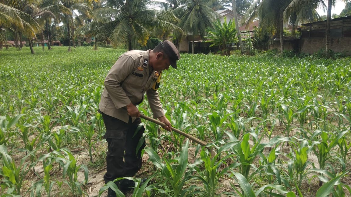 Bhabinkamtibmas Polsek Bangun Terapkan Program Ketahanan Pangan, Wujud Nyata Polri Peduli Masyarakat