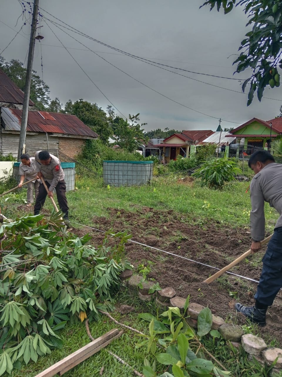 Polsek Panei Tongah Dukung Program 100 Hari Kerja Presiden dengan Kegiatan Ketahanan Pangan Menanam 