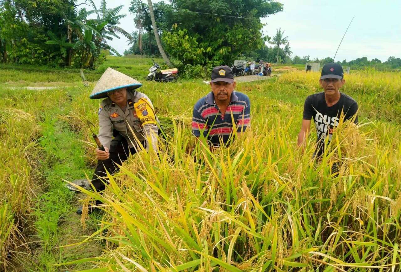 Dukung Program Ketahanan Pangan, Bhabinkamtibmas Polsek Bangun  Panen Bersama dan Sosialisasi Kamtib