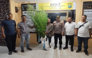 Horas Polisi! Berkat Kepedulian Warga, Polres Simalungun Bongkar Ladang Ganja 12 Batang Milik Petani di Simpang Raya Dasma